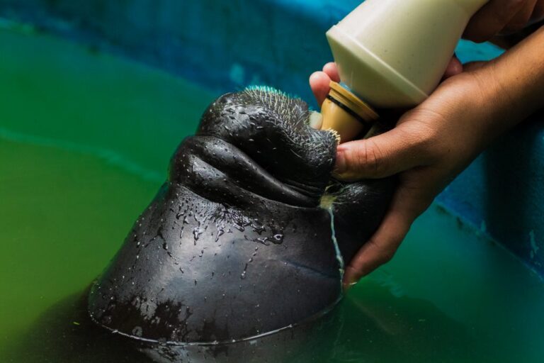 Peixes-bois se tornam símbolo de conservação no Bosque da Ciência