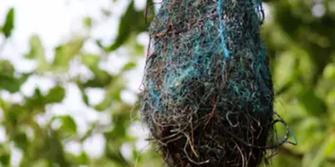 Poluição: no Brasil, aves estão fazendo ninhos com resíduos plásticos Poluição: no Brasil, aves estão fazendo ninhos com resíduos plásticos