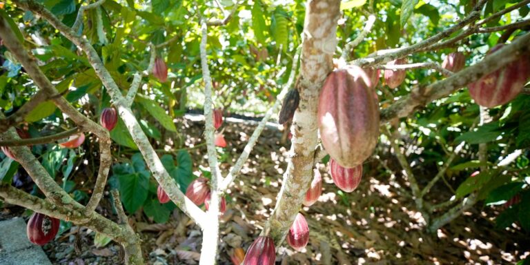 Fundo vai financiar pequenos agricultores de cacau na Bahia e no Pará Fundo vai financiar pequenos agricultores de cacau na Bahia e no Pará