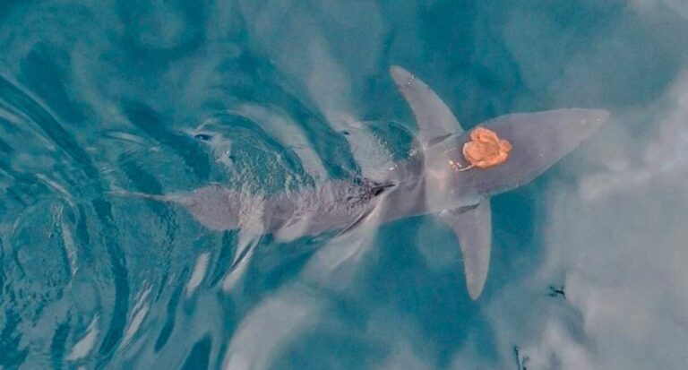 Esse polvo tem um “barco” e ele não é o que você imagina