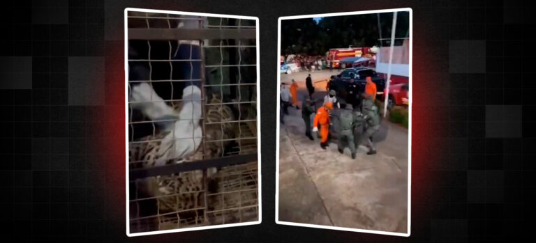 Onça-pintada morre durante resgate no Amazonas