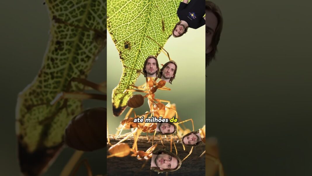 o que tem DENTRO de um FORMIGUEIRO? o que tem DENTRO de um FORMIGUEIRO?