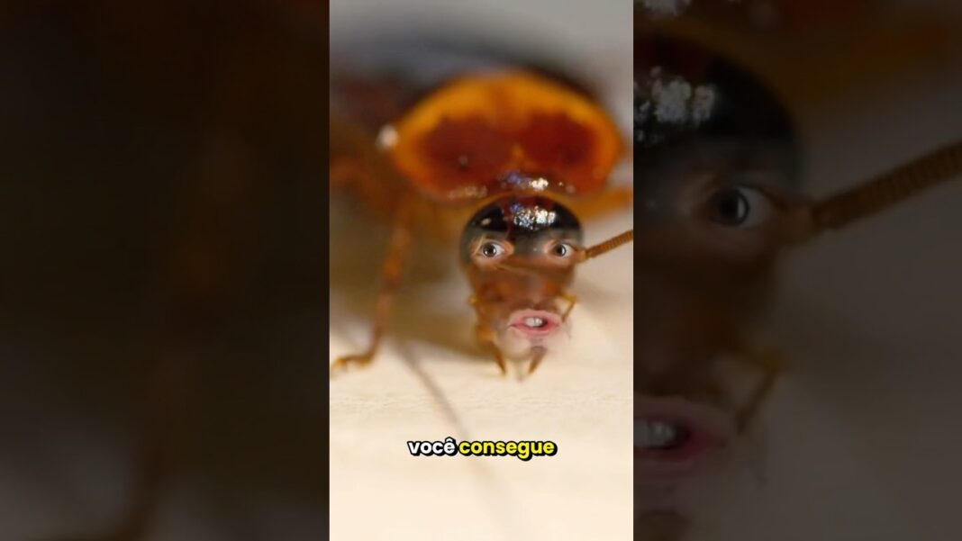 Você consegue sentir CHEIRO de BARATAS? Você consegue sentir CHEIRO de BARATAS?