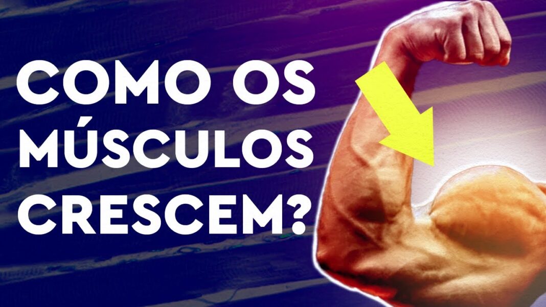 Como os Músculos Crescem? Como os Músculos Crescem?