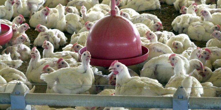 Albânia, Namíbia e Índia suspendem importação de frango do Brasil