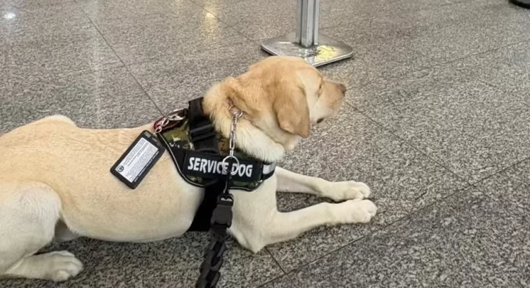 Voo para Portugal é cancelado após companhia área negar embarque de cão de serviço