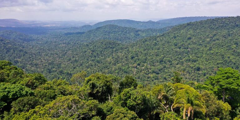 Instituto lança edital para projetos que protejam a Amazônia Instituto lança edital para projetos que protejam a Amazônia
