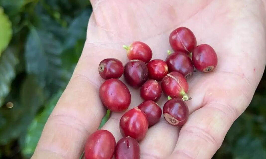 China habilita 183 empresas brasileiras a exportar café para o país China habilita 183 empresas brasileiras a exportar café para o país