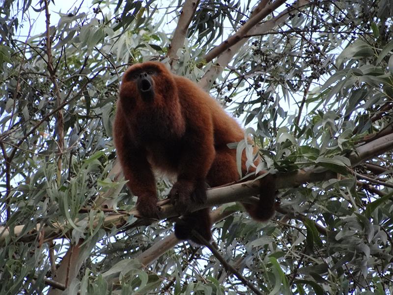 Bugio é patrimônio cultural imaterial no Rio Grande do Sul Bugio é patrimônio cultural imaterial no Rio Grande do Sul