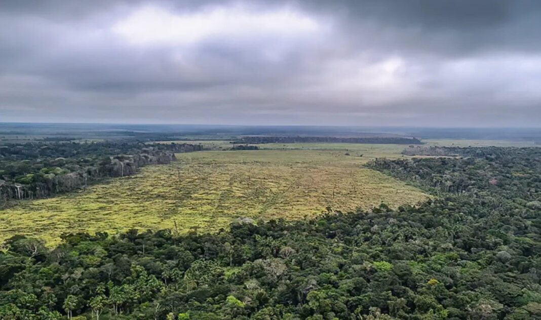 Por pressão do agro, Cade suspende Moratória da Soja e investiga empresas signatárias Por pressão do agro, Cade suspende Moratória da Soja e investiga empresas signatárias