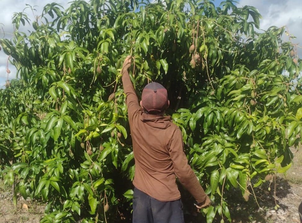 No Vale do São Francisco, assentamentos lutam por água e renda digna em meio à fruticultura bilionária No Vale do São Francisco, assentamentos lutam por água e renda digna em meio à fruticultura bilionária