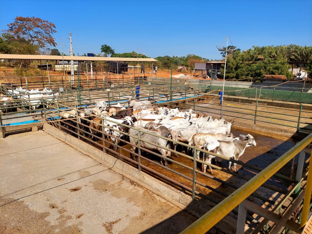 JBS é multada pela terceira vez na Operação Carne Fria por comprar gado de áreas desmatadas na Amazônia JBS é multada pela terceira vez na Operação Carne Fria por comprar gado de áreas desmatadas na Amazônia