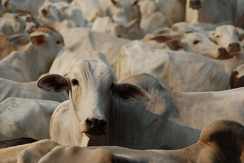 Última esperança: MPF pede federalização de reserva que teve 75% da área desmatada e invadida por 765 fazendas de gado Última esperança: MPF pede federalização de reserva que teve 75% da área desmatada e invadida por 765 fazendas de gado