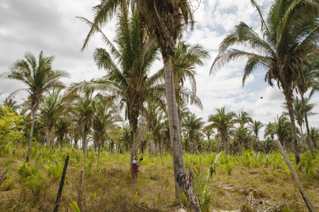Chuva de agrotóxicos põe em risco produção orgânica das quebradeiras de coco babaçu Chuva de agrotóxicos põe em risco produção orgânica das quebradeiras de coco babaçu