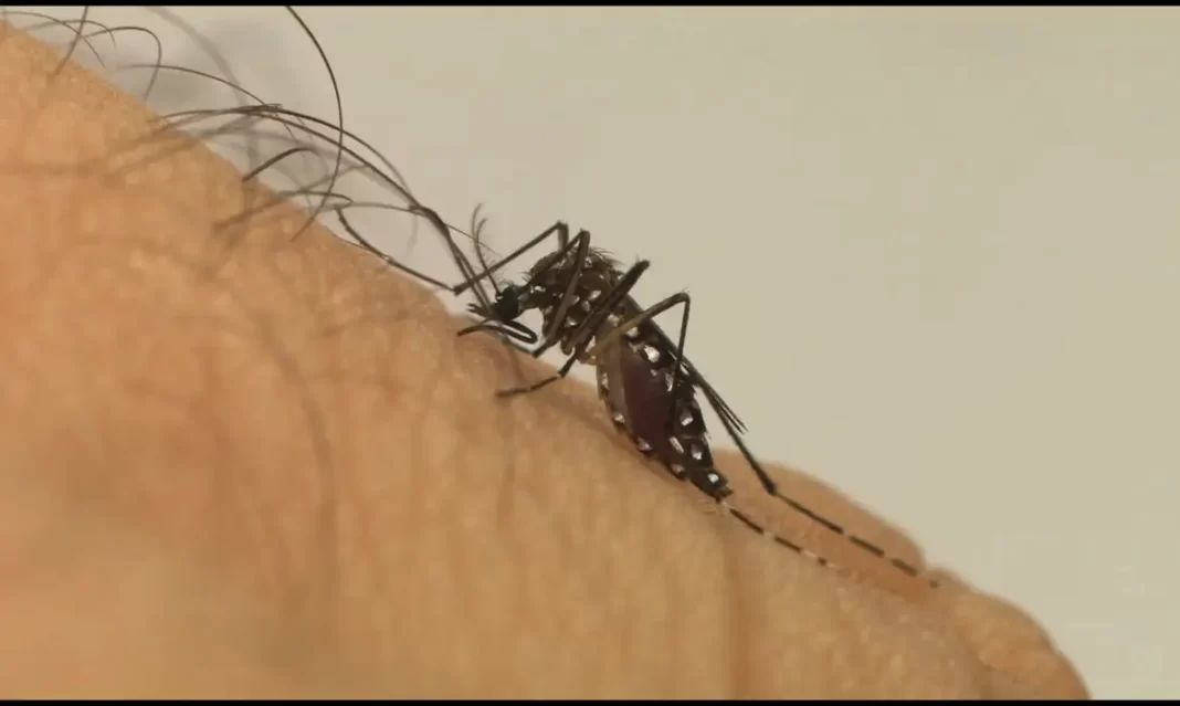 Brasil aprova 1ª vacina de dose única contra dengue; Butantan tem 1 milhão de doses Brasil aprova 1ª vacina de dose única contra dengue; Butantan tem 1 milhão de doses