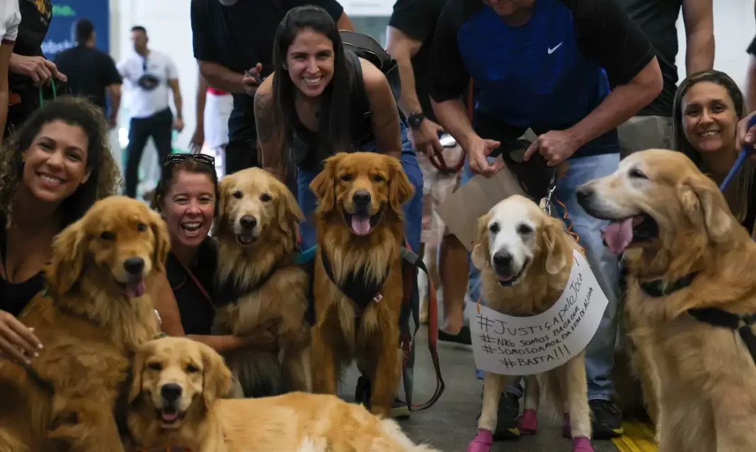 Genes que moldam emoções nos golden retrievers são os mesmos dos humanos Genes que moldam emoções nos golden retrievers são os mesmos dos humanos