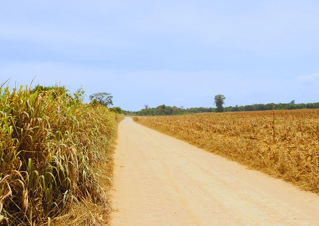 Intoxicações por agrotóxicos crescem 545% em área de soja e milho no Pará Intoxicações por agrotóxicos crescem 545% em área de soja e milho no Pará
