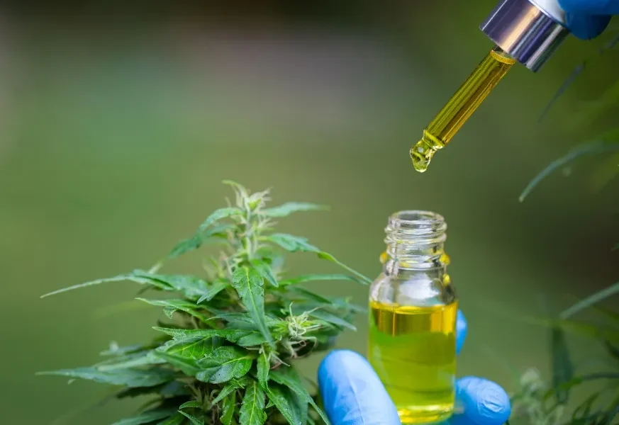 Anvisa avalia Cannabis medicinal dermatológica e importação da planta Anvisa avalia Cannabis medicinal dermatológica e importação da planta