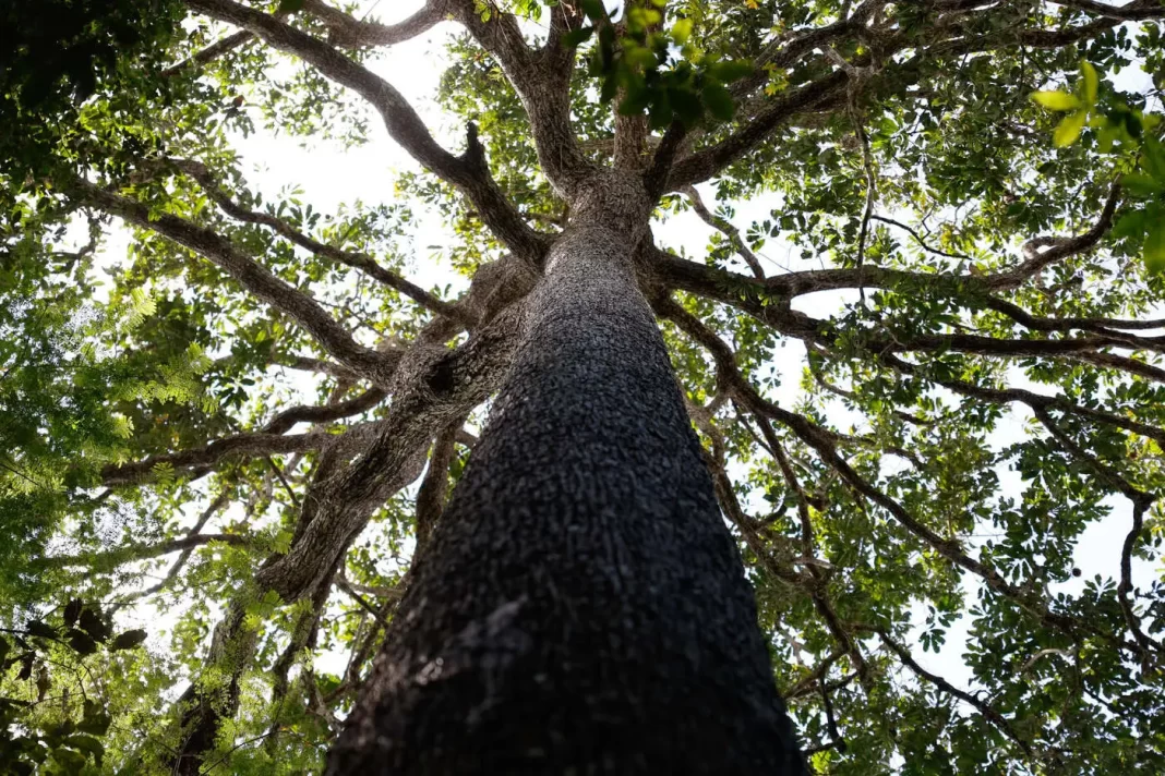 Sementes plantadas em Belém e Joanesburgo: a transição justa sobreviverá ao G20 de Trump? Sementes plantadas em Belém e Joanesburgo: a transição justa sobreviverá ao G20 de Trump?