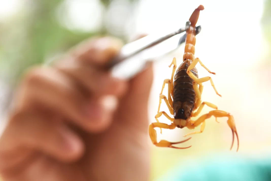 Brasil vive alta de óbitos por acidentes com escorpiões; saiba como agir Brasil vive alta de óbitos por acidentes com escorpiões; saiba como agir