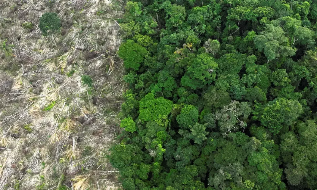 No Amazonas, 62% da exploração madeireira é feita ilegalmente No Amazonas, 62% da exploração madeireira é feita ilegalmente