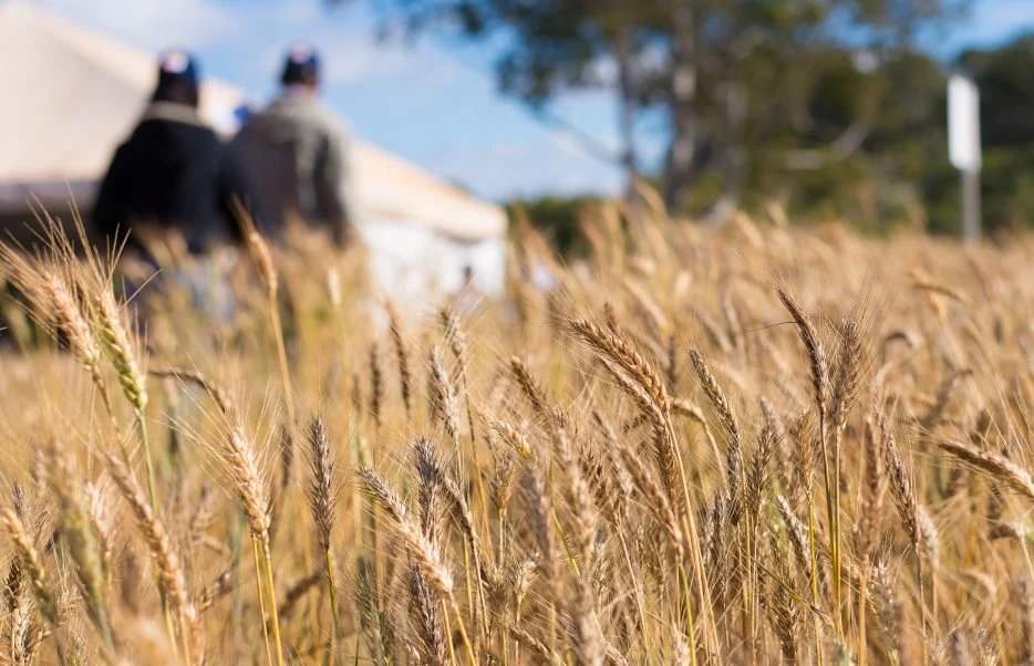 Eles não somem: ‘químicos eternos’ intoxicam alimentos na Europa e EUA Eles não somem: ‘químicos eternos’ intoxicam alimentos na Europa e EUA