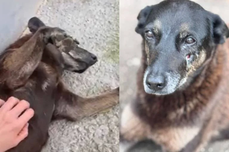 Polícia quer apreender passaporte de envolvido na morte do cão Orelha Polícia quer apreender passaporte de envolvido na morte do cão Orelha