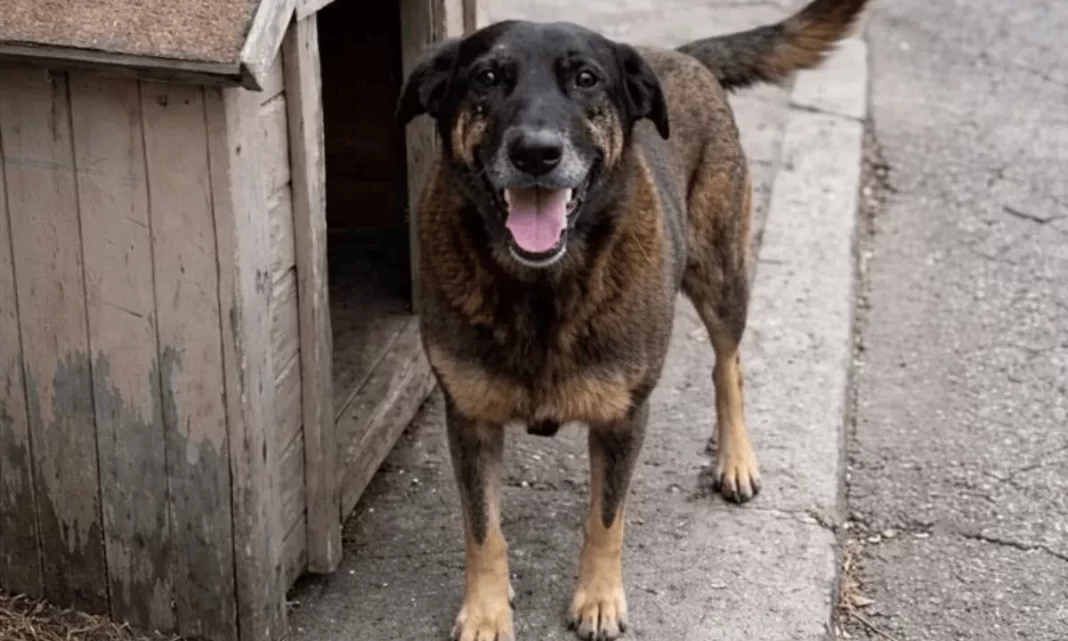 Ministério Público aponta inconsistências em inquérito sobre morte do cão Orelha Ministério Público aponta inconsistências em inquérito sobre morte do cão Orelha