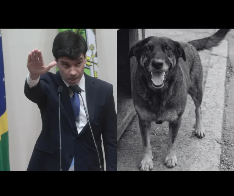 Por caso Orelha, promotoria do MP-SC vai investigar delegado geral, que é pré-candidato Por caso Orelha, promotoria do MP-SC vai investigar delegado geral, que é pré-candidato