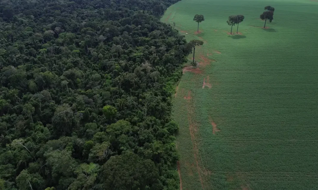 Brasil reduz em 42% perdas florestais em 2025, aponta estudo Brasil reduz em 42% perdas florestais em 2025, aponta estudo