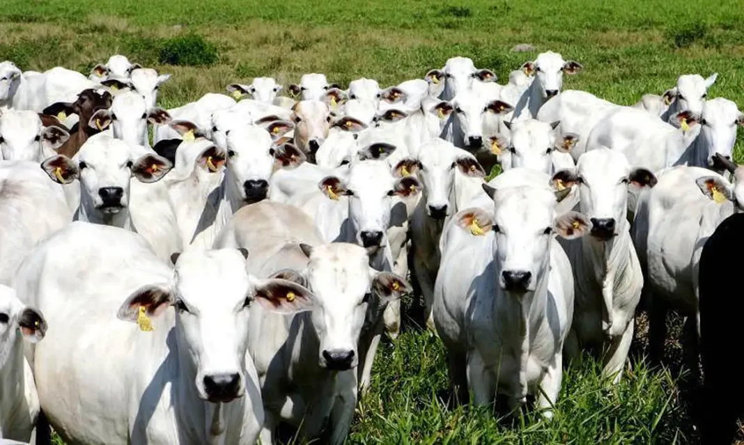Brasil bane antibióticos de engorda animal; bactérias Brasil bane antibióticos de engorda animal; bactérias