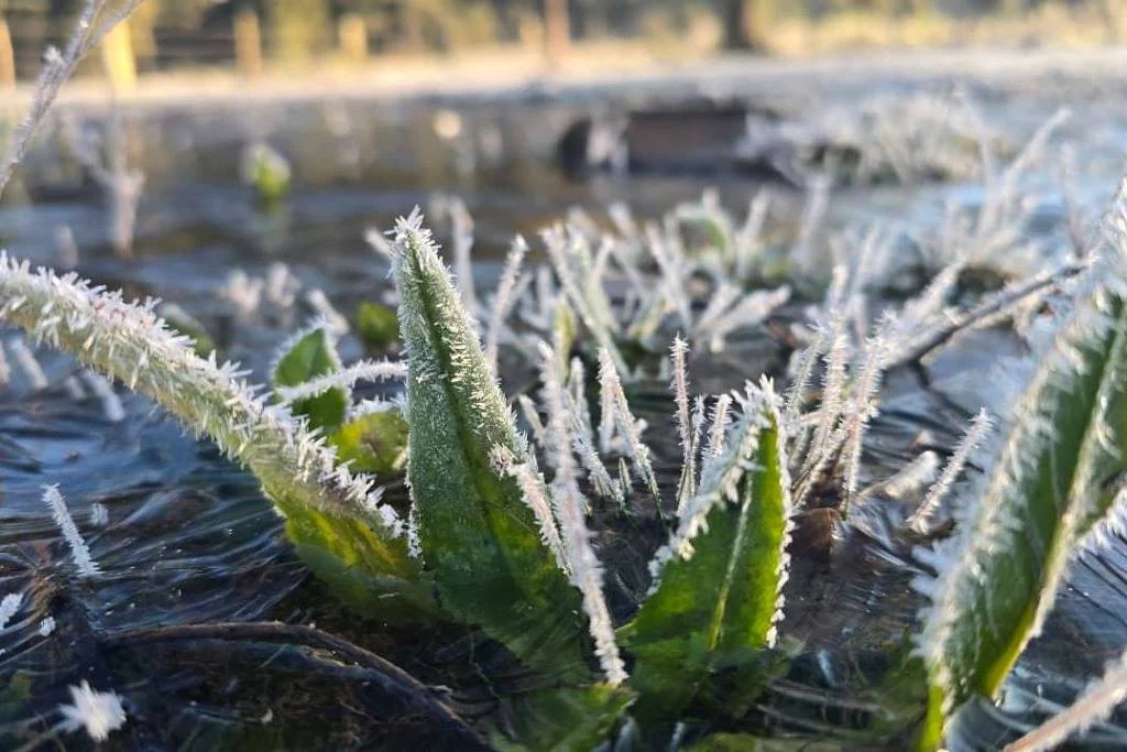 SC registra menor temperatura do ano e 44 cidades ficam abaixo de 0ºC SC registra menor temperatura do ano e 44 cidades ficam abaixo de 0ºC