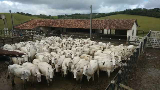 Governo brasileiro turbina negociação com União Europeia para evitar suspensão de venda da carne Governo brasileiro turbina negociação com União Europeia para evitar suspensão de venda da carne