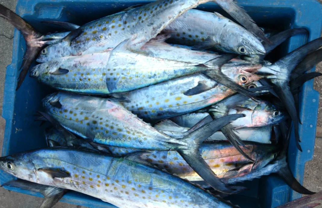 Peixe pouco consumido reúne proteínas e nutrientes que ajudam a controlar o colesterol Peixe pouco consumido reúne proteínas e nutrientes que ajudam a controlar o colesterol