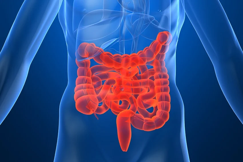 Veja cinco frutas que ajudam na saúde do intestino, segundo especialistas Veja cinco frutas que ajudam na saúde do intestino, segundo especialistas