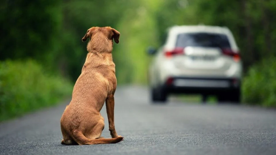 Câmara aprova cassar CNH de quem usar carro para abandonar animais Câmara aprova cassar CNH de quem usar carro para abandonar animais