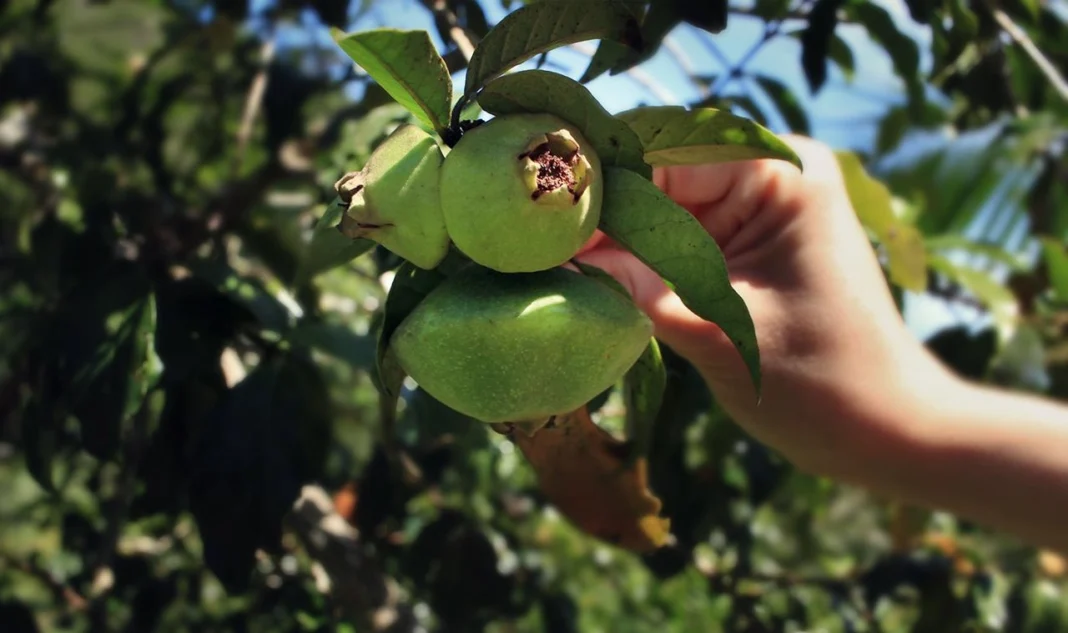 Estudo da USP destaca fruta brasileira que ajuda a reduzir inflamações Estudo da USP destaca fruta brasileira que ajuda a reduzir inflamações
