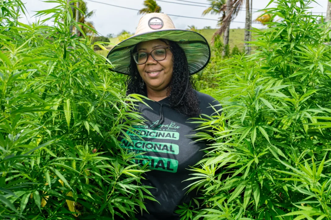 Primeira mulher negra a presidir entidade de cannabis medicinal recebe aval de cultivo legal Primeira mulher negra a presidir entidade de cannabis medicinal recebe aval de cultivo legal